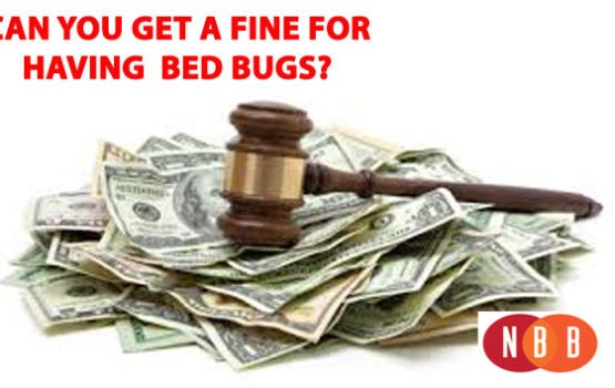 BedBugFine