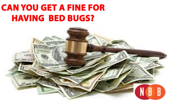 BedBugFine