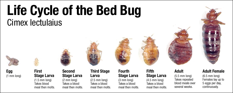 New York Bed Bug Treatment