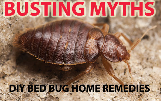 DIY Bed Bug Home Remedies