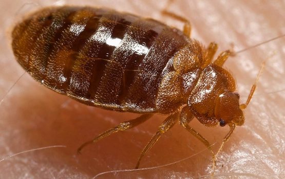 1200px-Bed_bug,_Cimex_lectularius | Nashville Bed Bugs