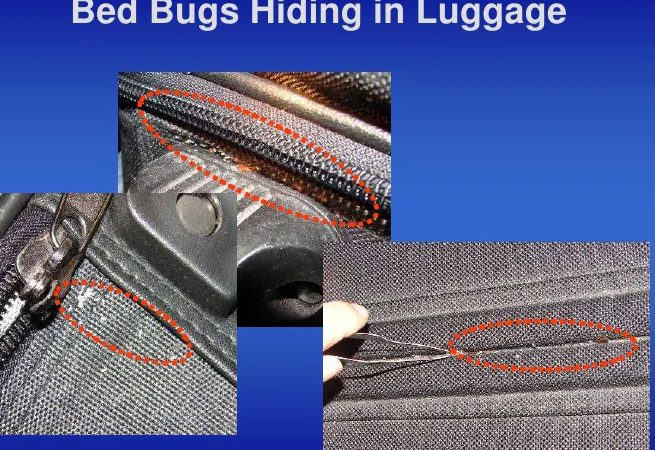 Bed Bug Barbeque on X: Bed Bugs glue their eggs to furniture, purses,  backpacks, luggage, computer bags, clothing, & shoes. #bedbugfacts #bedbug  #asktheexpert  / X