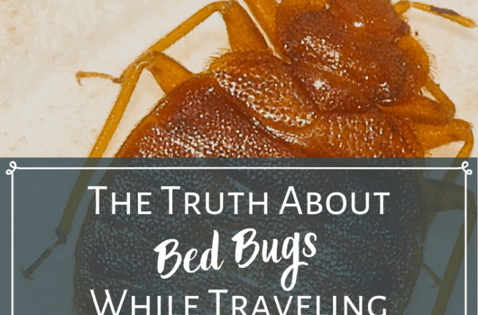 Must-Have Items to Avoid Bringing Bed Bugs from Your Vacation