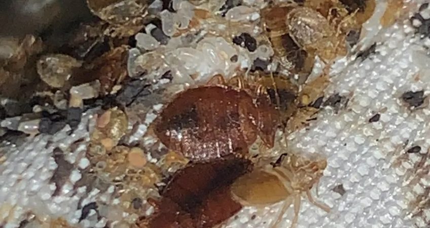 bed bugs nashville